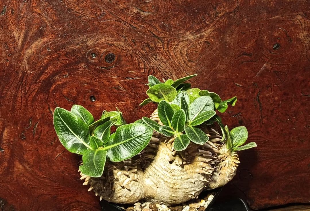 パキポディウム　獅子大黒　タッキー　獅子葉