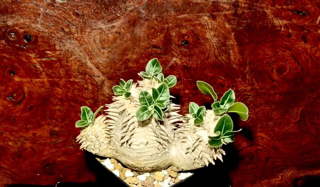 パキポディウム　獅子大黒　タッキー　獅子葉