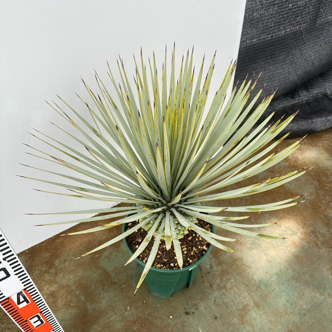 ユッカ　ロストラータ【24-662】超美形　シルバーブルー