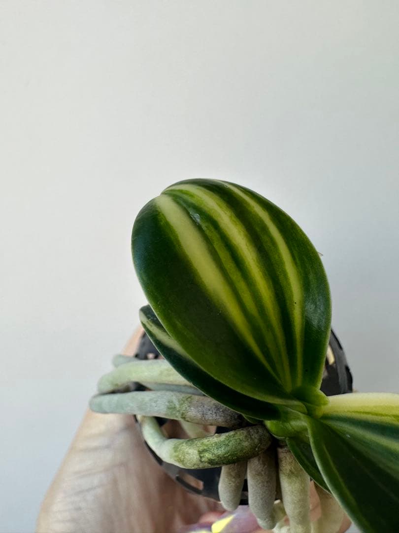 【 名護蘭 】明丸縞　360