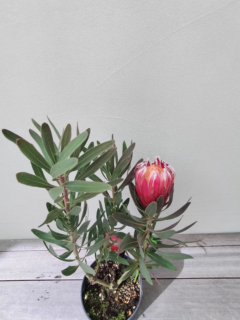 希少　プロテア　フロステッドファイヤー　良株