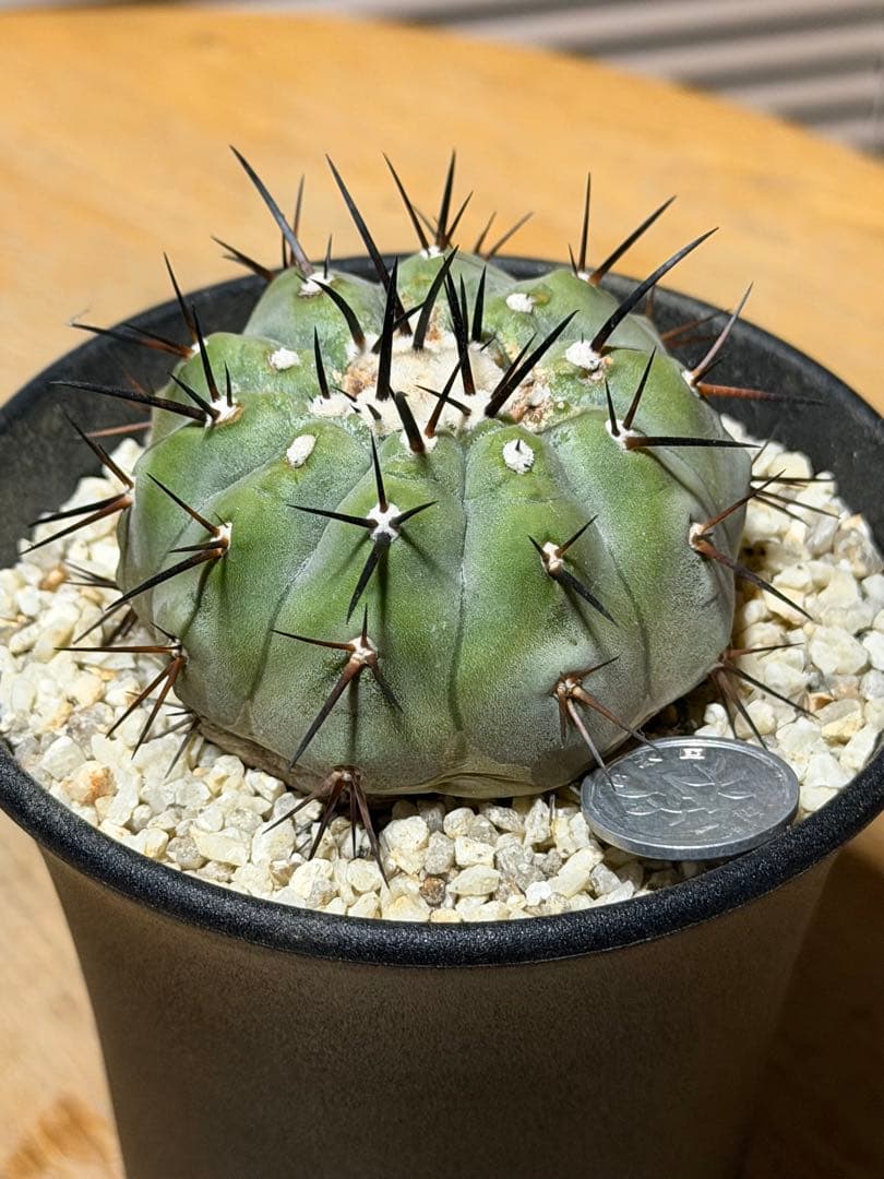 コピアポア 黒王丸 白肌 実生 検：コルムナアルバ