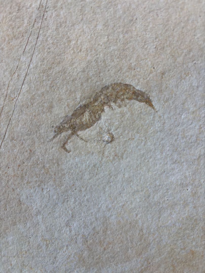 台付　エビ　魚　化石　鉱石　希少　インテリア 2