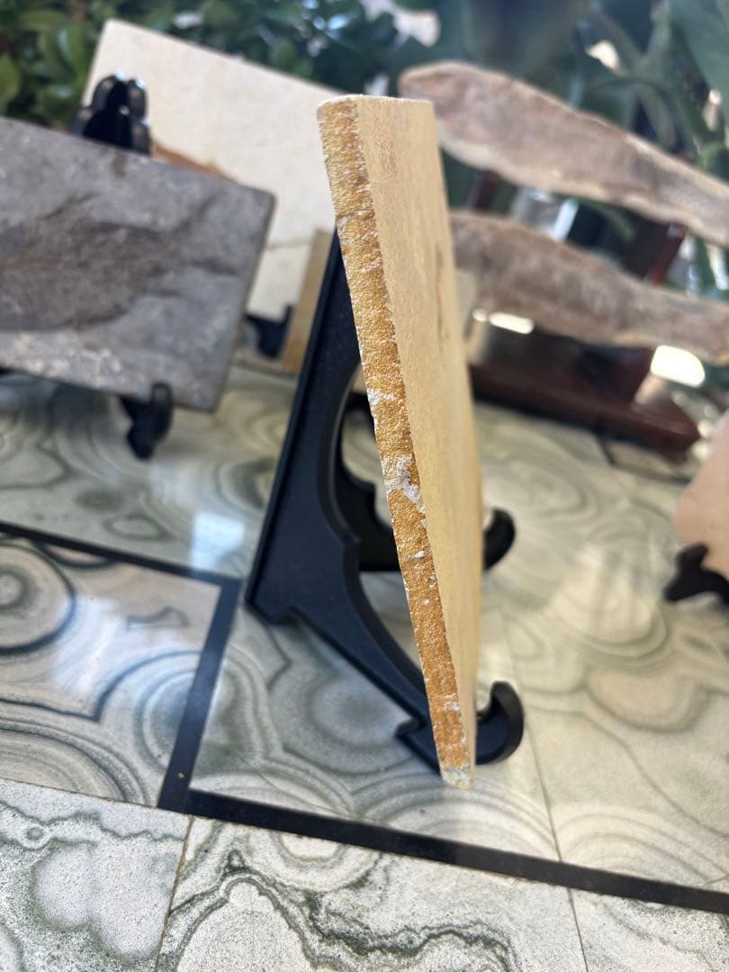 台付　エビ　魚　化石　鉱石　希少　インテリア 2