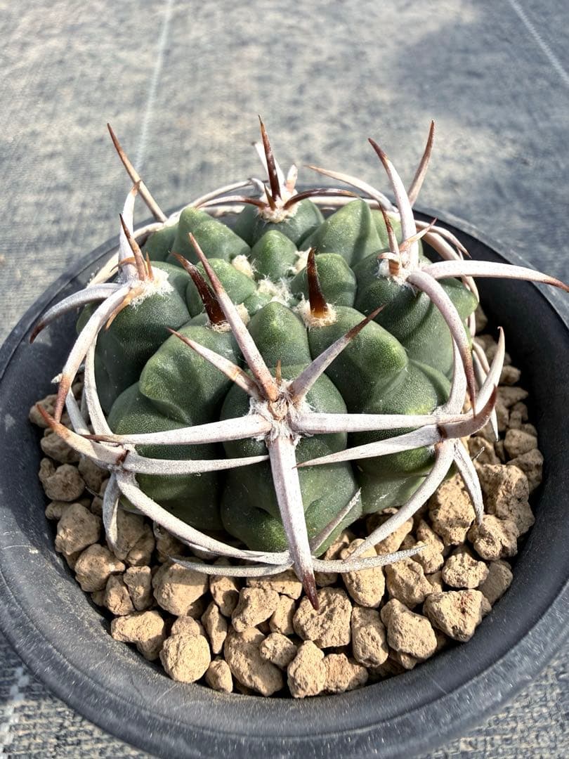 フェロシオール　ギムノカリキウム　サボテン　魔天竜　天平丸