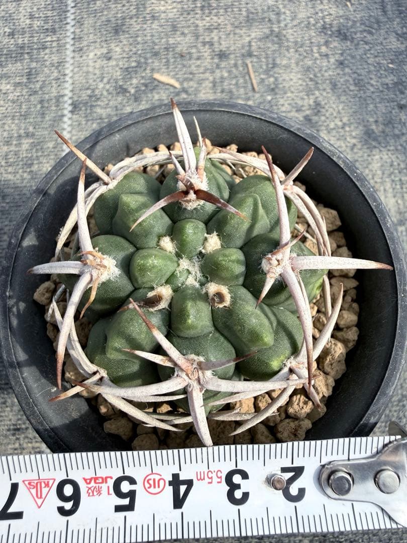 フェロシオール　ギムノカリキウム　サボテン　魔天竜　天平丸