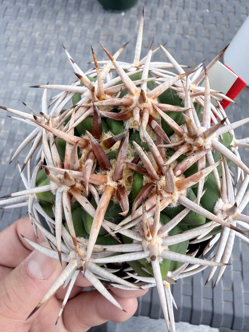 フェロシオール　ギムノカリキウム　サボテン　魔天竜　天平丸