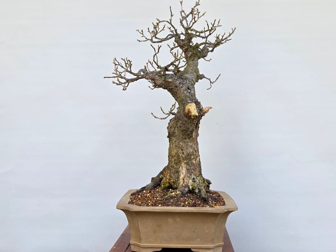 野梅(米良)　小輪白花一重[模様木]　大品盆栽 梅