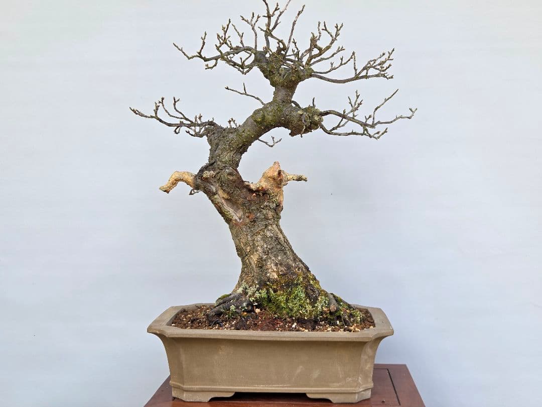 野梅(米良)　小輪白花一重[模様木]　大品盆栽 梅