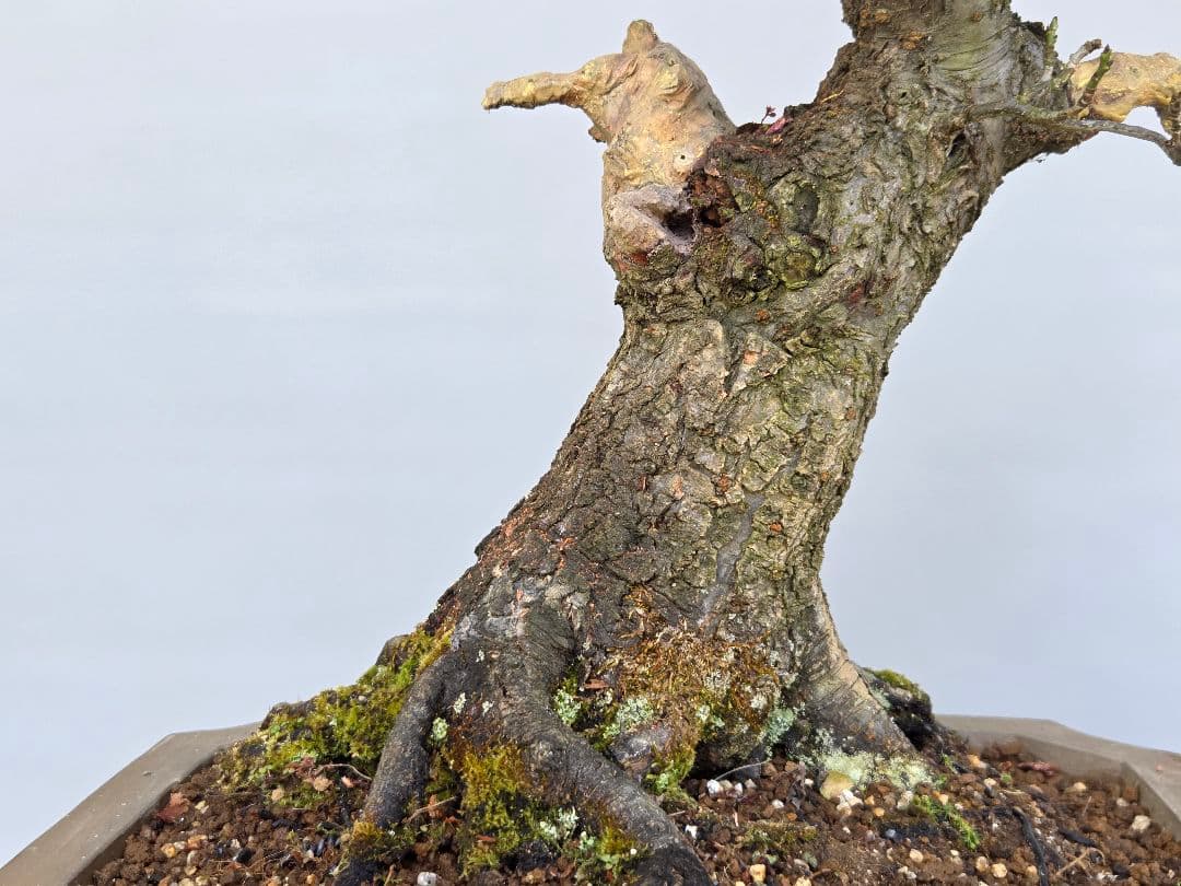 野梅(米良)　小輪白花一重[模様木]　大品盆栽 梅