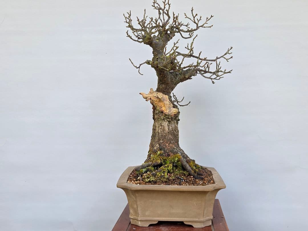 野梅(米良)　小輪白花一重[模様木]　大品盆栽 梅