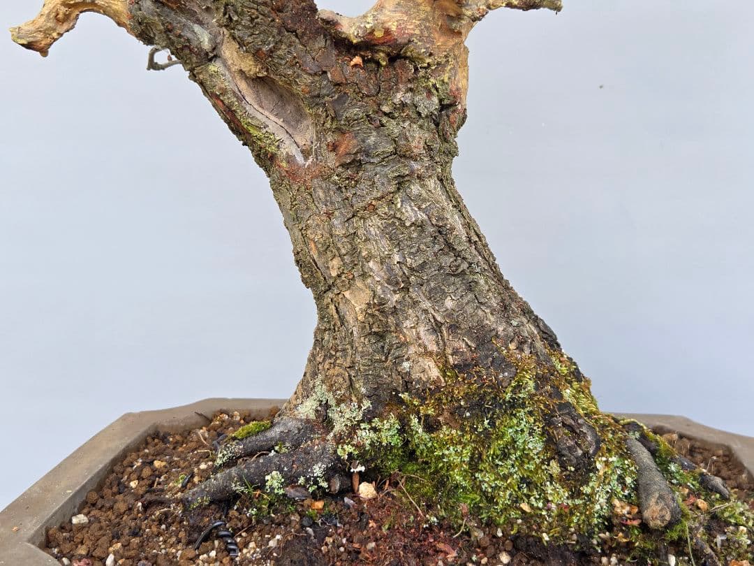 野梅(米良)　小輪白花一重[模様木]　大品盆栽 梅