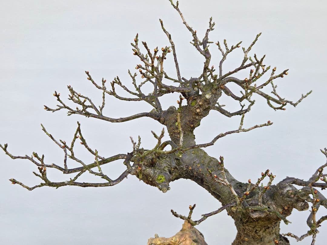 野梅(米良)　小輪白花一重[模様木]　大品盆栽 梅