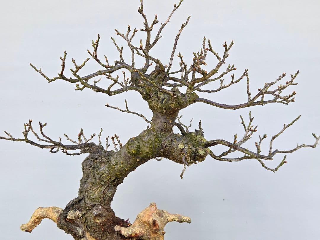 野梅(米良)　小輪白花一重[模様木]　大品盆栽 梅