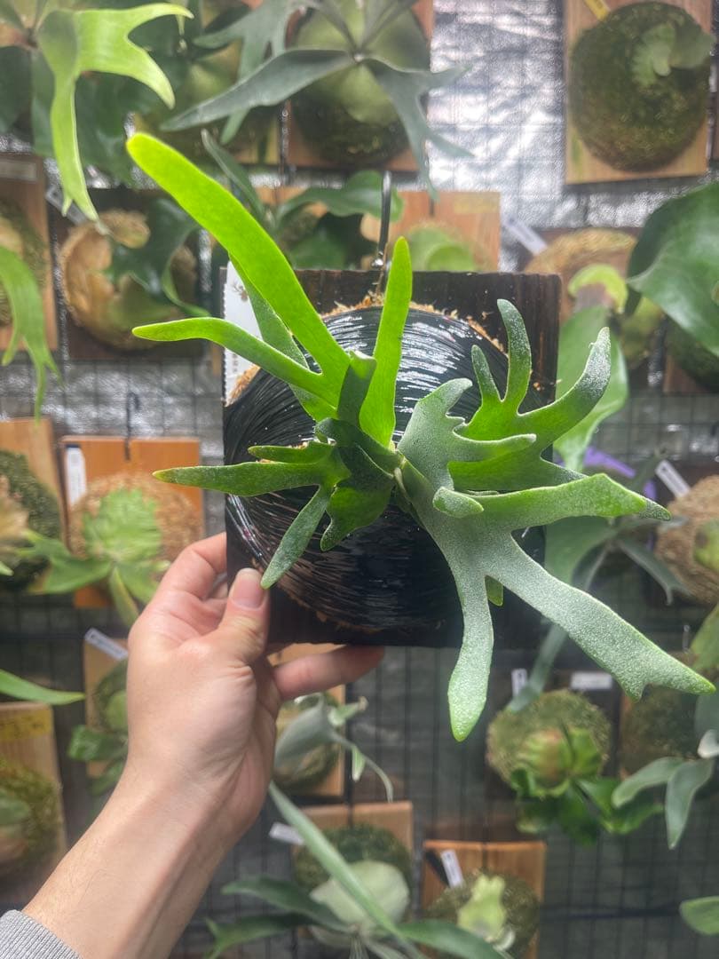 ビカクシダ P・willinckii\"Bacteria\"spore