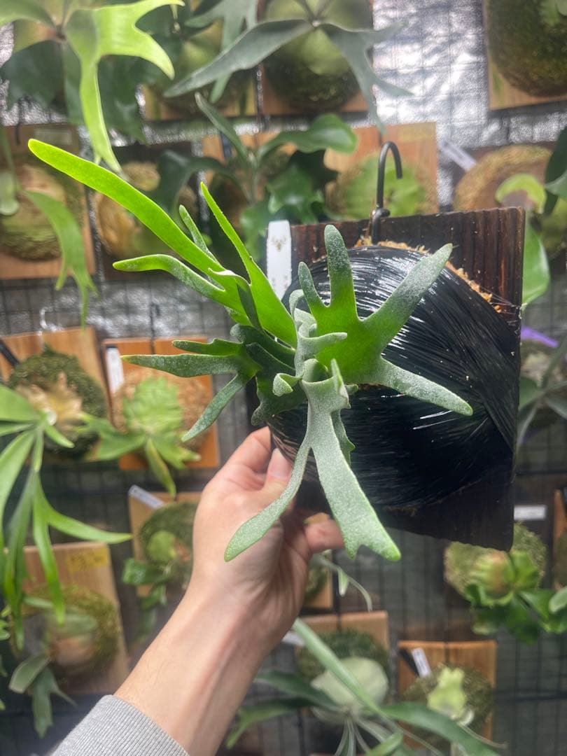 ビカクシダ P・willinckii\"Bacteria\"spore