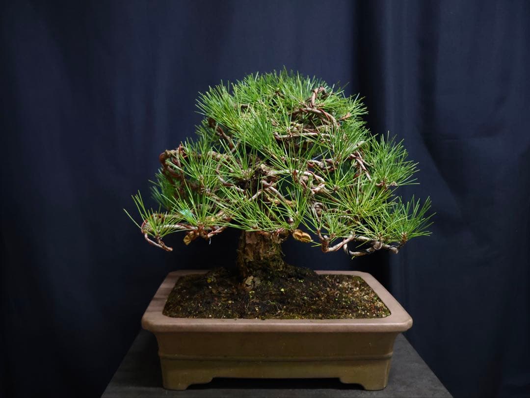 黒松　古木　太幹　中品　大品盆栽　模様良　盆栽　樹高41cm