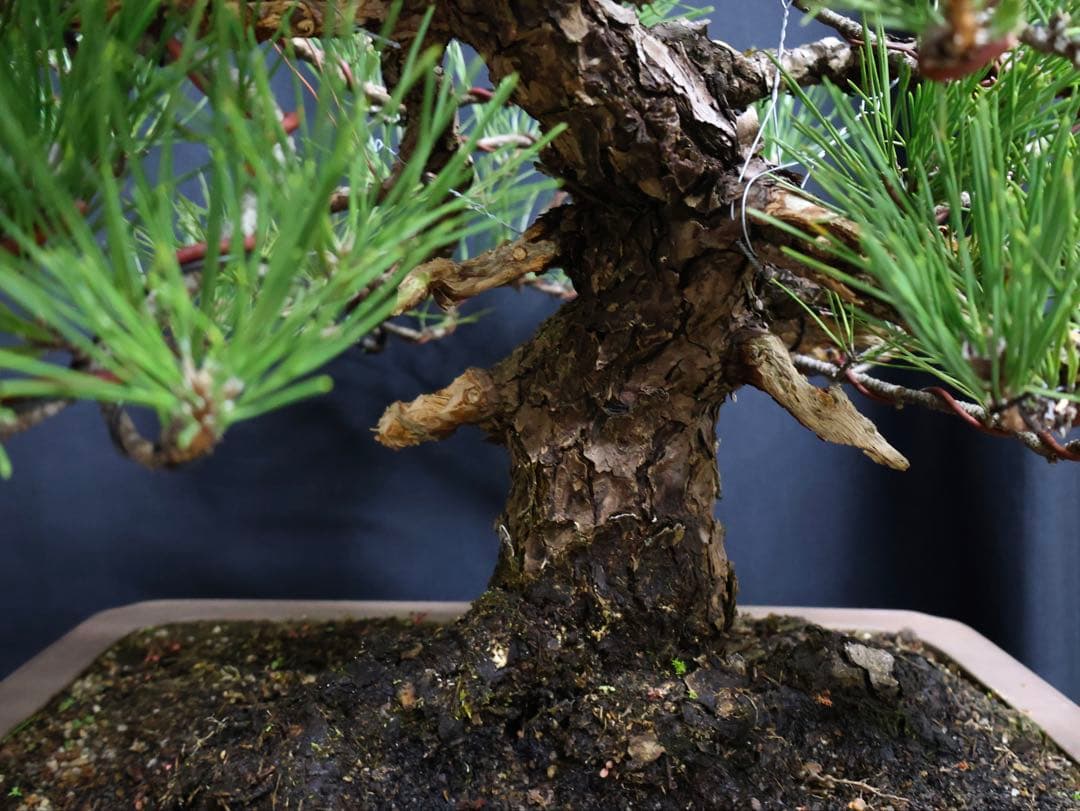 黒松　古木　太幹　中品　大品盆栽　模様良　盆栽　樹高41cm