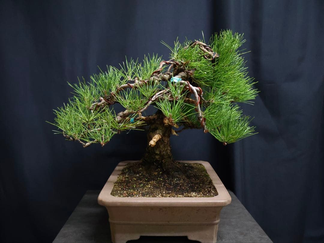 黒松　古木　太幹　中品　大品盆栽　模様良　盆栽　樹高41cm