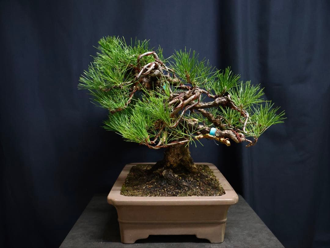 黒松　古木　太幹　中品　大品盆栽　模様良　盆栽　樹高41cm