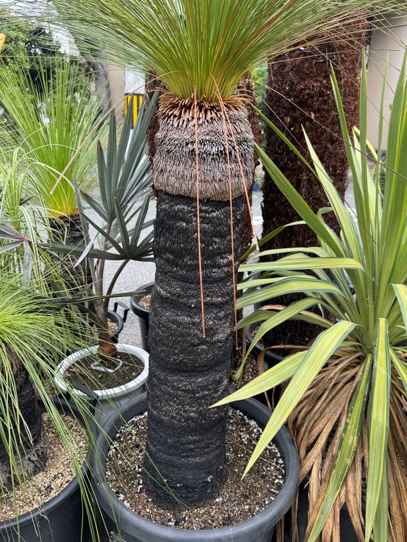 クサントロエア　ジョンソニー　ブラックボーイ