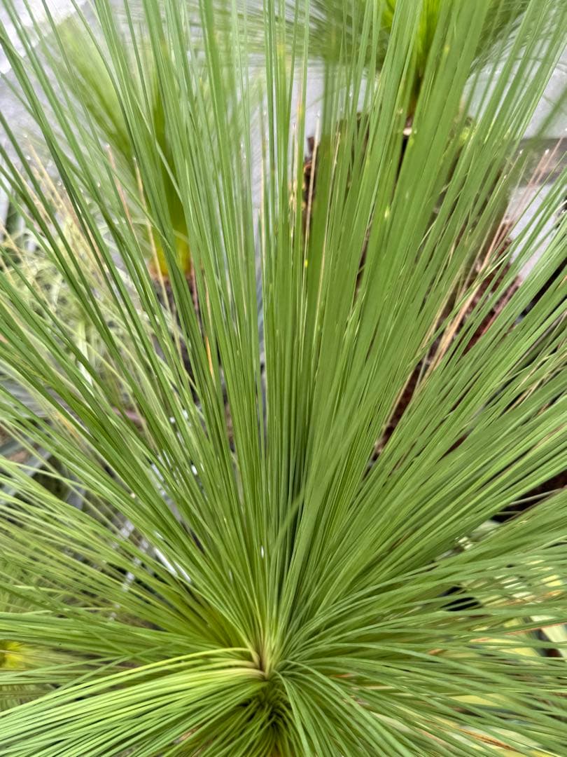 クサントロエア　ジョンソニー　ブラックボーイ