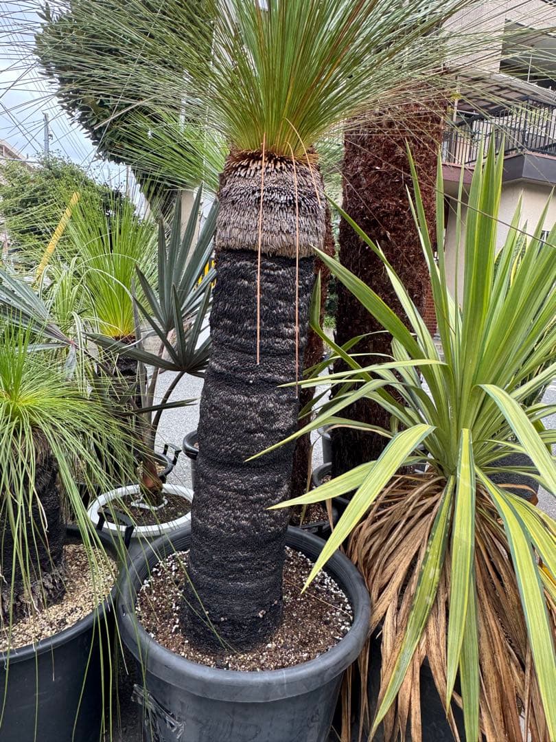 クサントロエア　ジョンソニー　ブラックボーイ