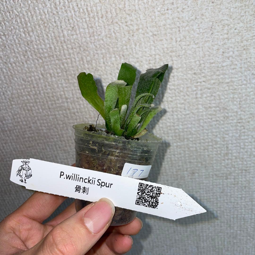 P. Willinckii Spur(TC) - メルカリ