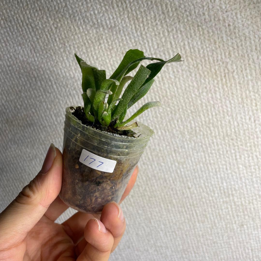 P. Willinckii Spur(TC) - メルカリ