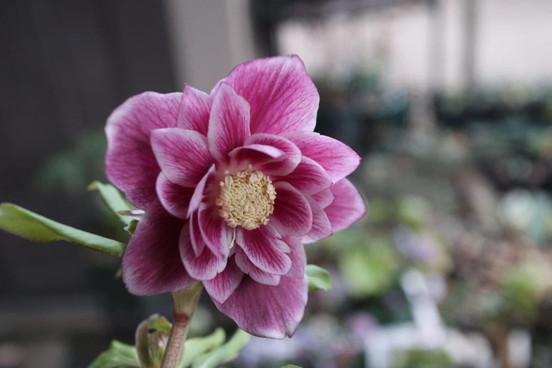 ♡広瀬園芸♡ ソレイユ系　白抜けグラデーション