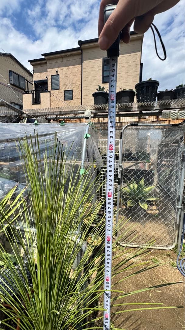 ダシシリオン・ロンギシマム　ドライガーデン