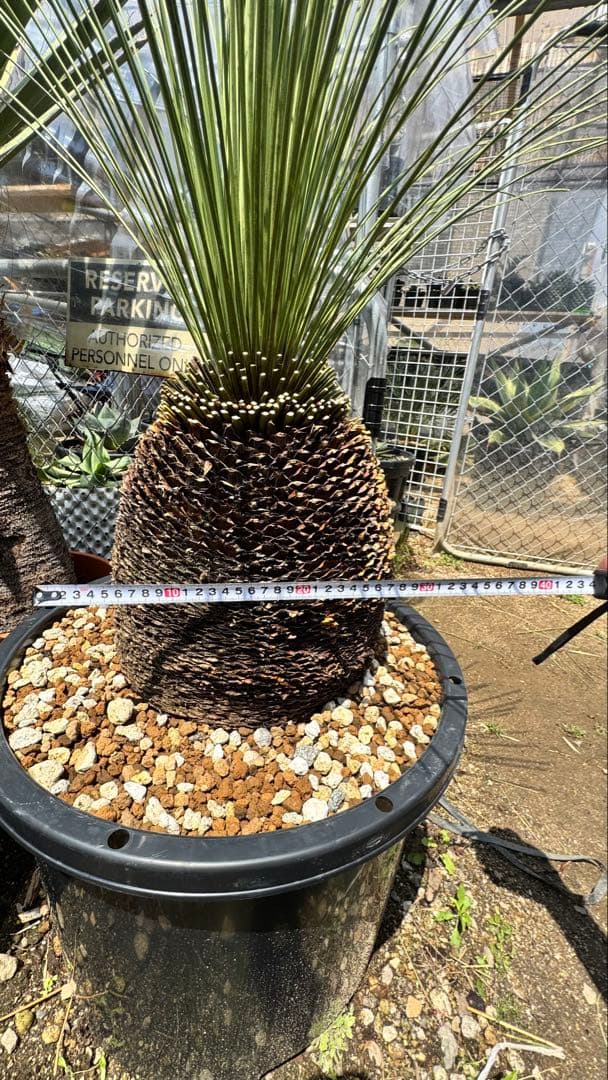 ダシシリオン・ロンギシマム　ドライガーデン