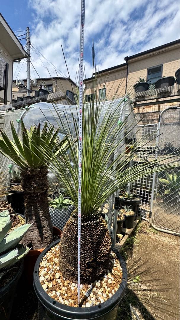 ダシシリオン・ロンギシマム　ドライガーデン