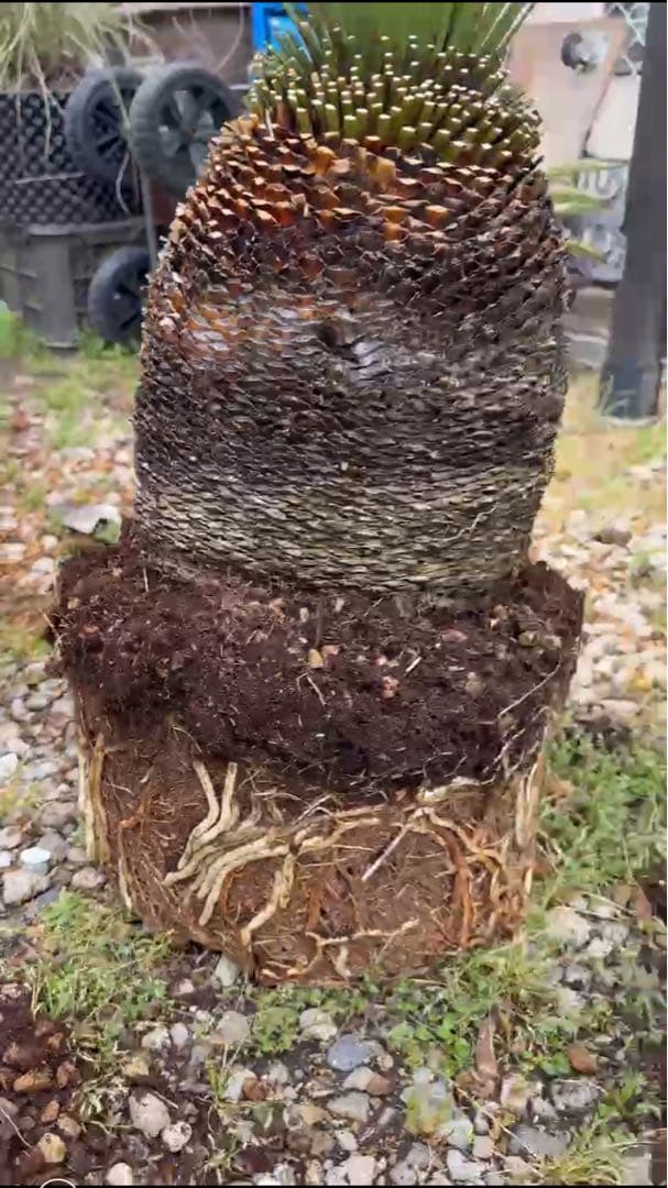 ダシシリオン・ロンギシマム　ドライガーデン
