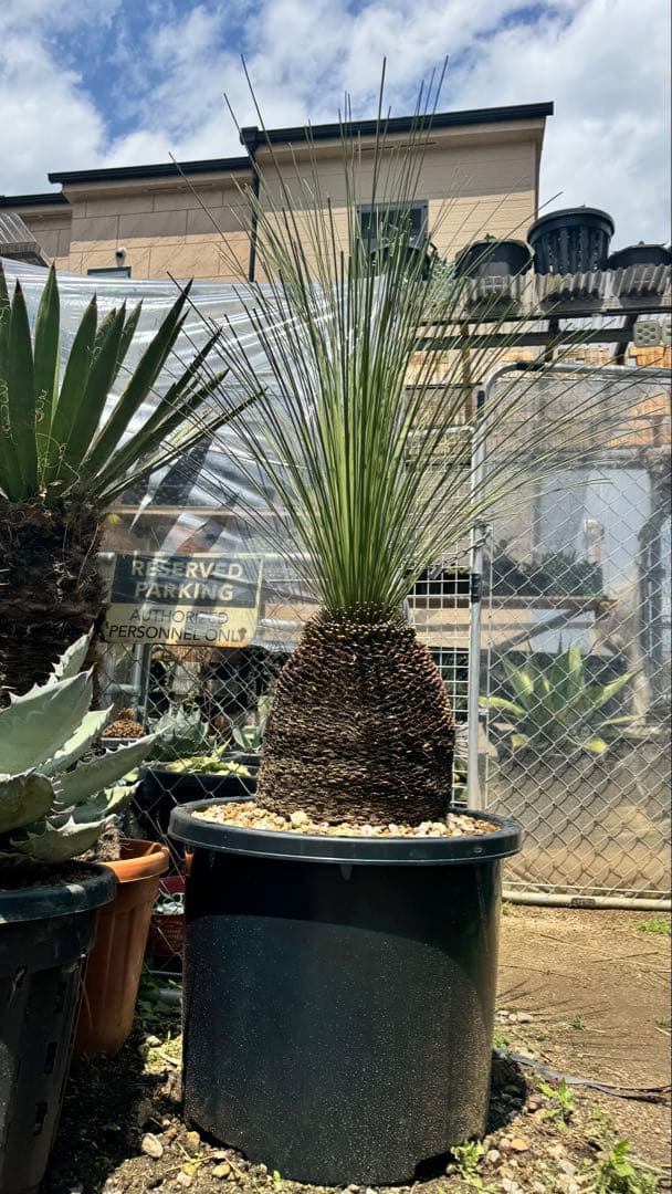 ダシシリオン・ロンギシマム　ドライガーデン