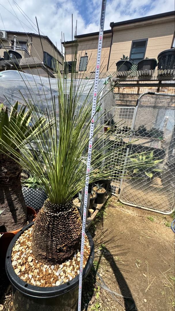 ダシシリオン・ロンギシマム　ドライガーデン