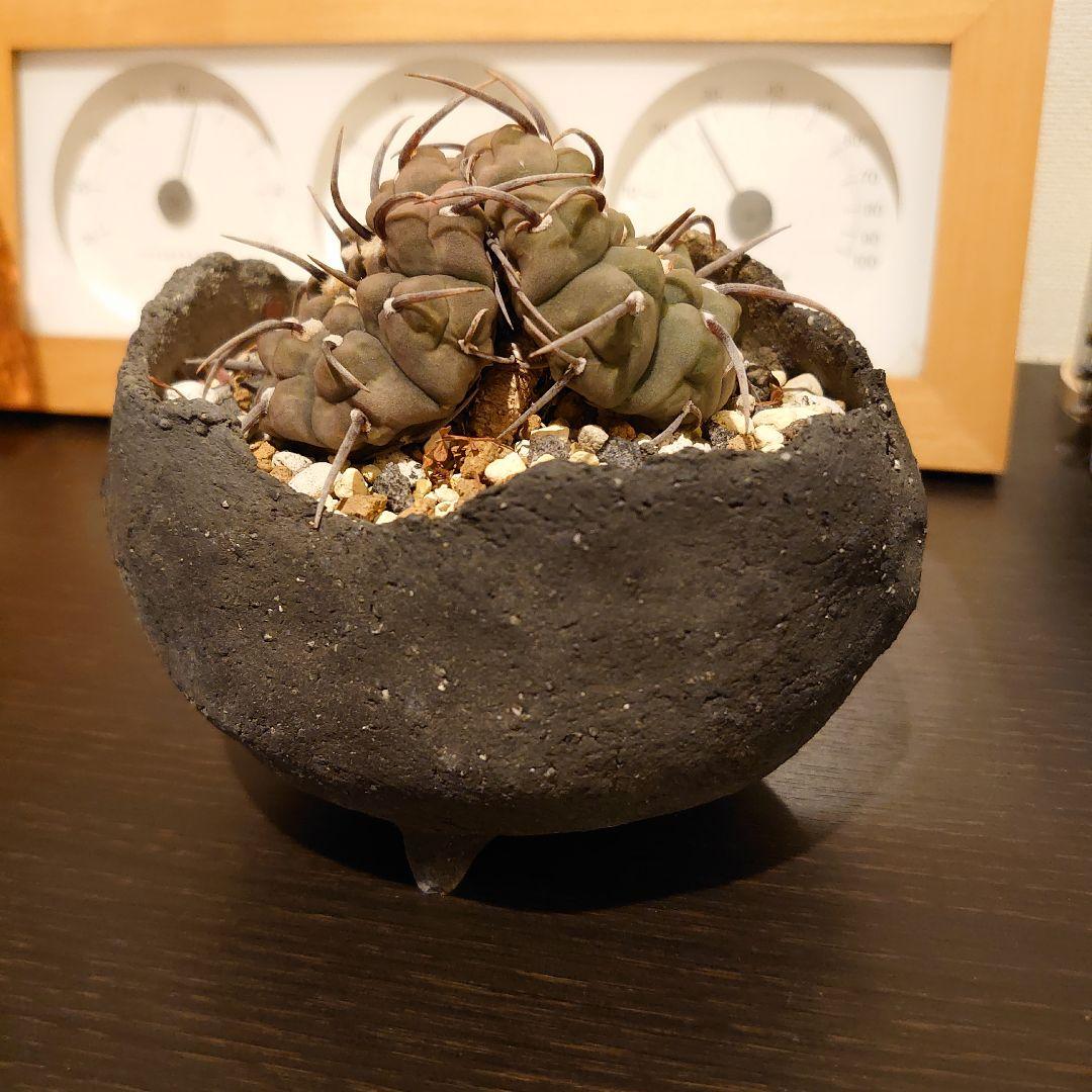 激レア】ギムノカリキウム ダブルヘッド 実生 一本刺バッテリー 双頭