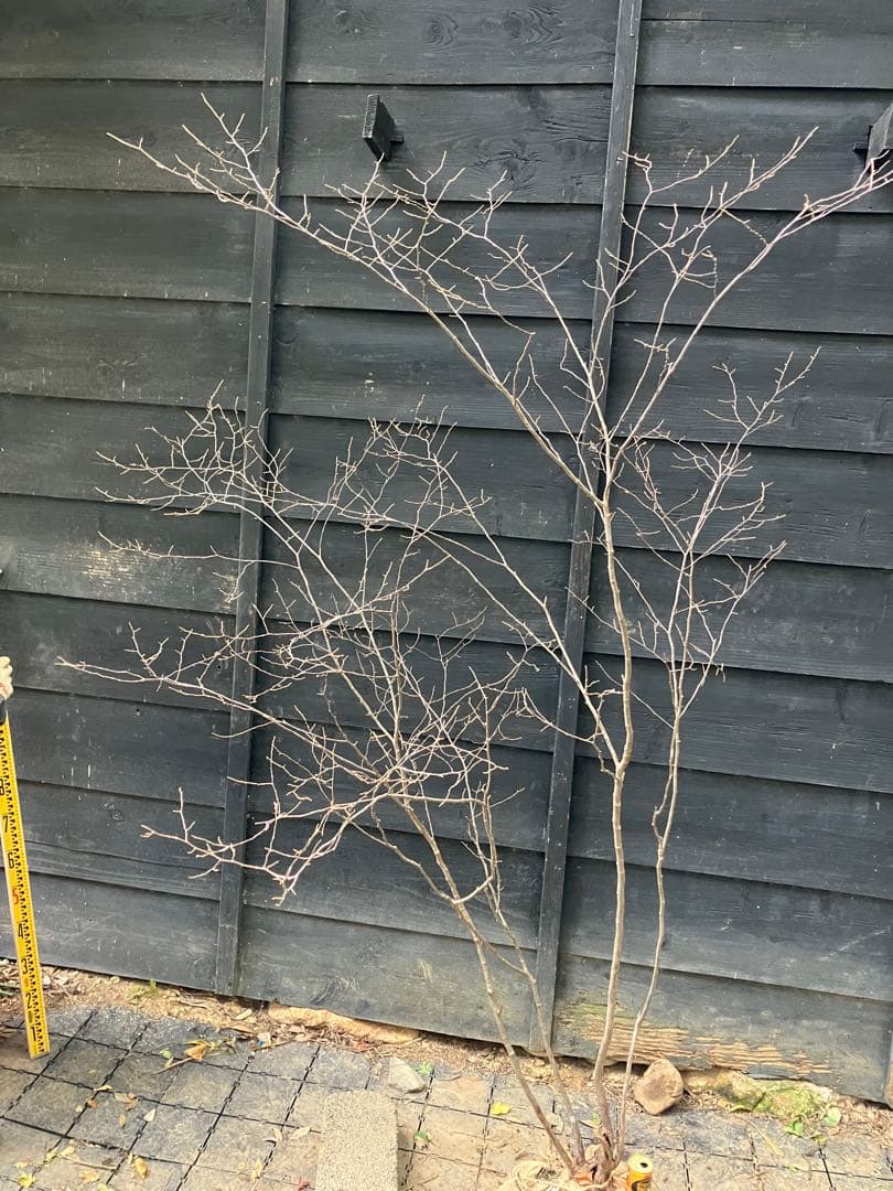 300 山採り　ナツハゼ