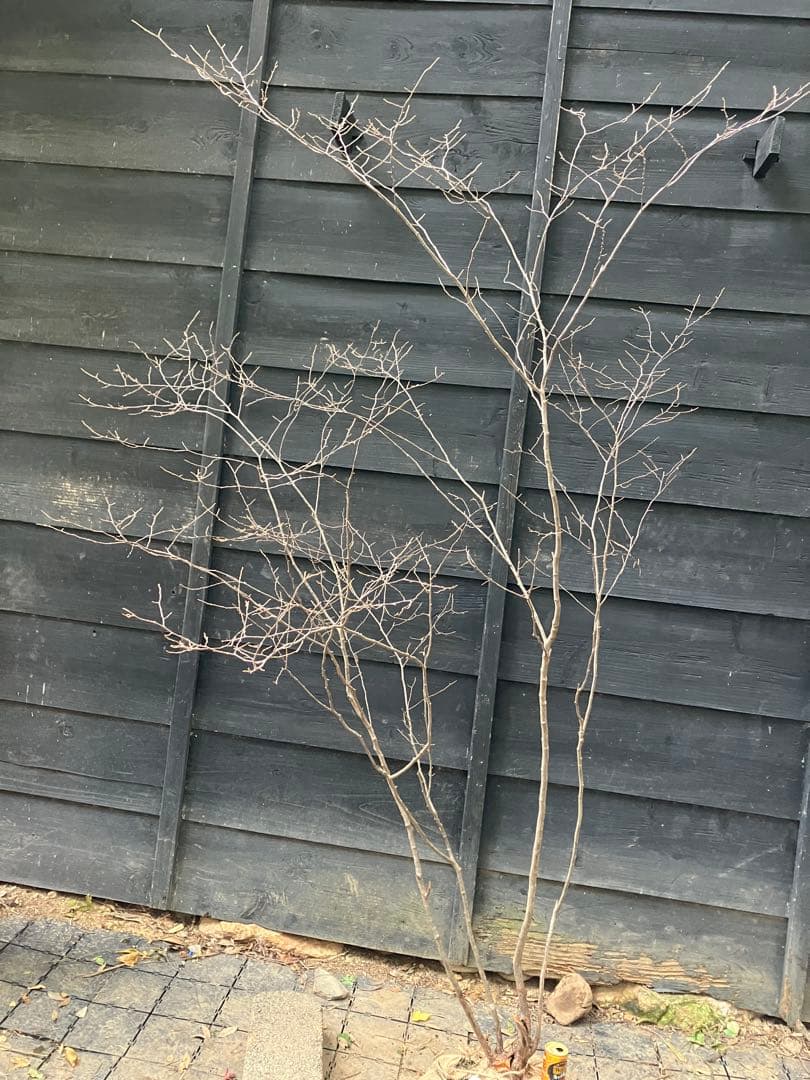 300 山採り　ナツハゼ