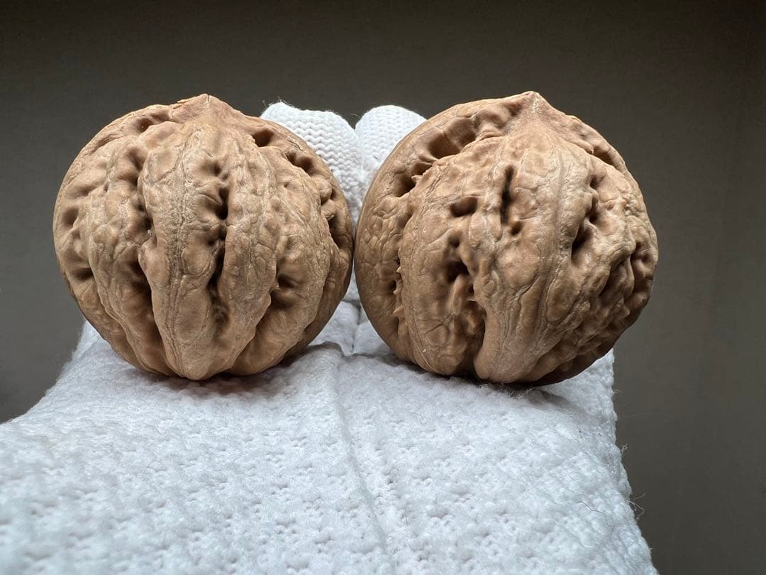 文玩堂：粗筋・ティラノサウルス文玩胡桃（无修整）A级