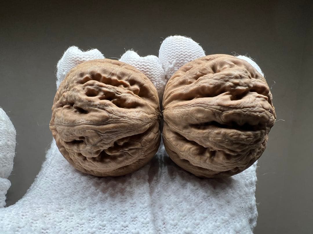 文玩堂：粗筋・ティラノサウルス文玩胡桃（无修整）A级