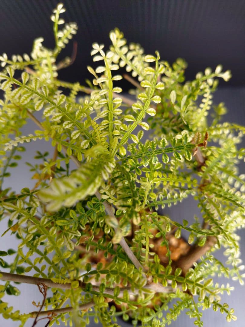 【超希少株】 オペルクリカリア ヒファエノイデス 斑入り