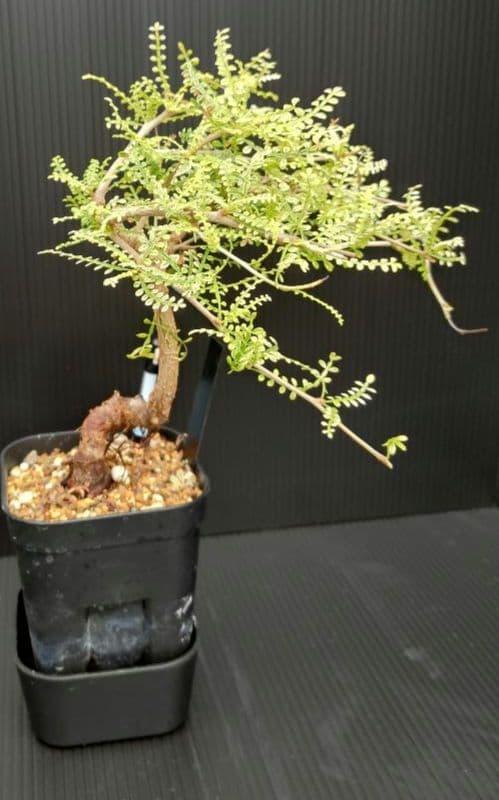 【超希少株】 オペルクリカリア ヒファエノイデス 斑入り