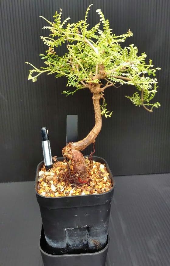 【超希少株】 オペルクリカリア ヒファエノイデス 斑入り