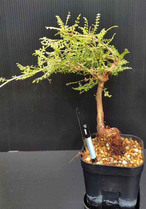 【超希少株】 オペルクリカリア ヒファエノイデス 斑入り