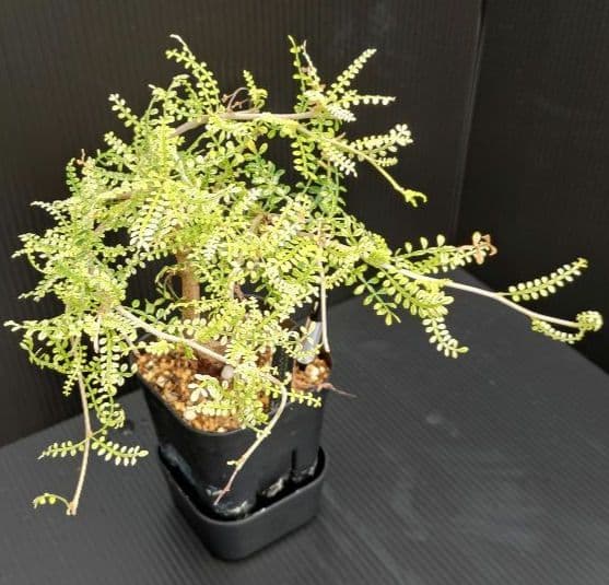 【超希少株】 オペルクリカリア ヒファエノイデス 斑入り