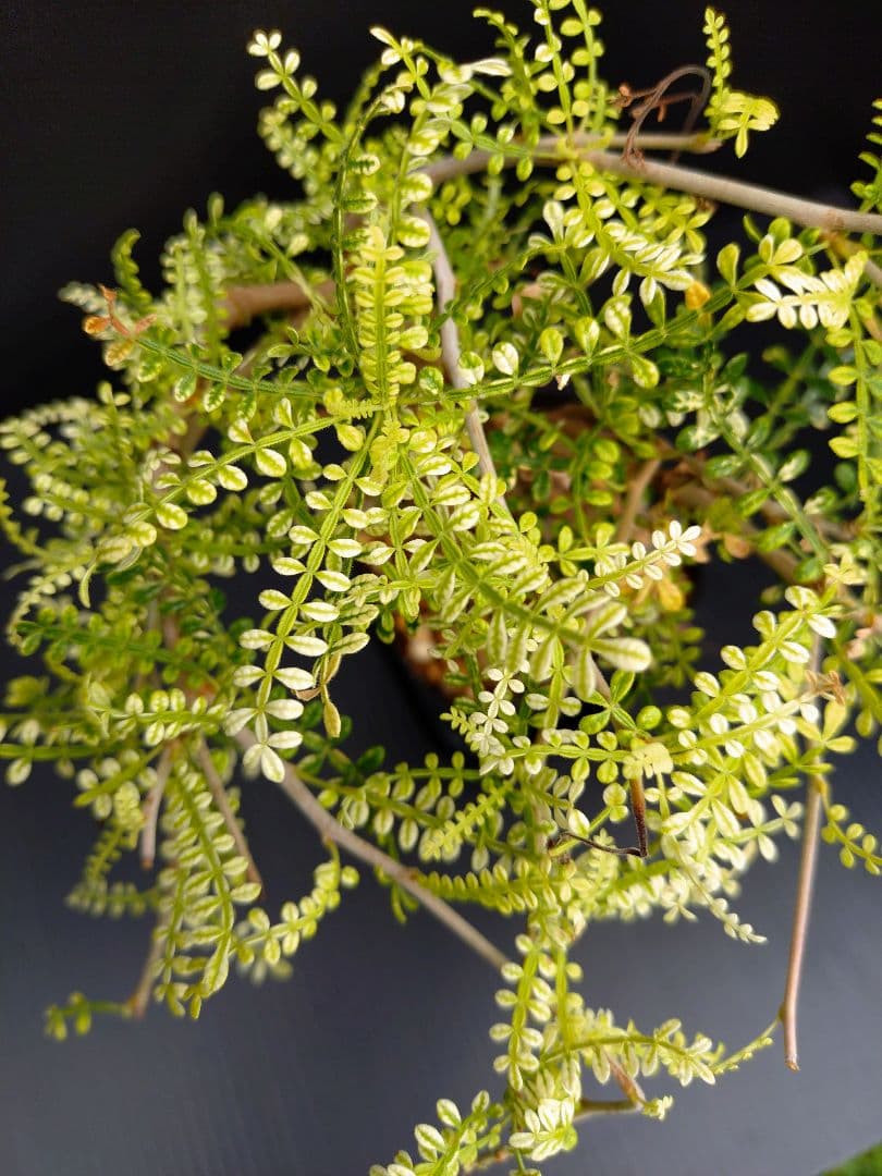 【超希少株】 オペルクリカリア ヒファエノイデス 斑入り