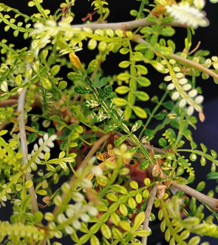 【超希少株】 オペルクリカリア ヒファエノイデス 斑入り