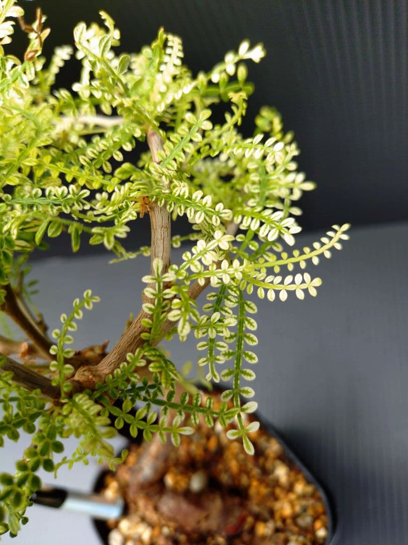 【超希少株】 オペルクリカリア ヒファエノイデス 斑入り