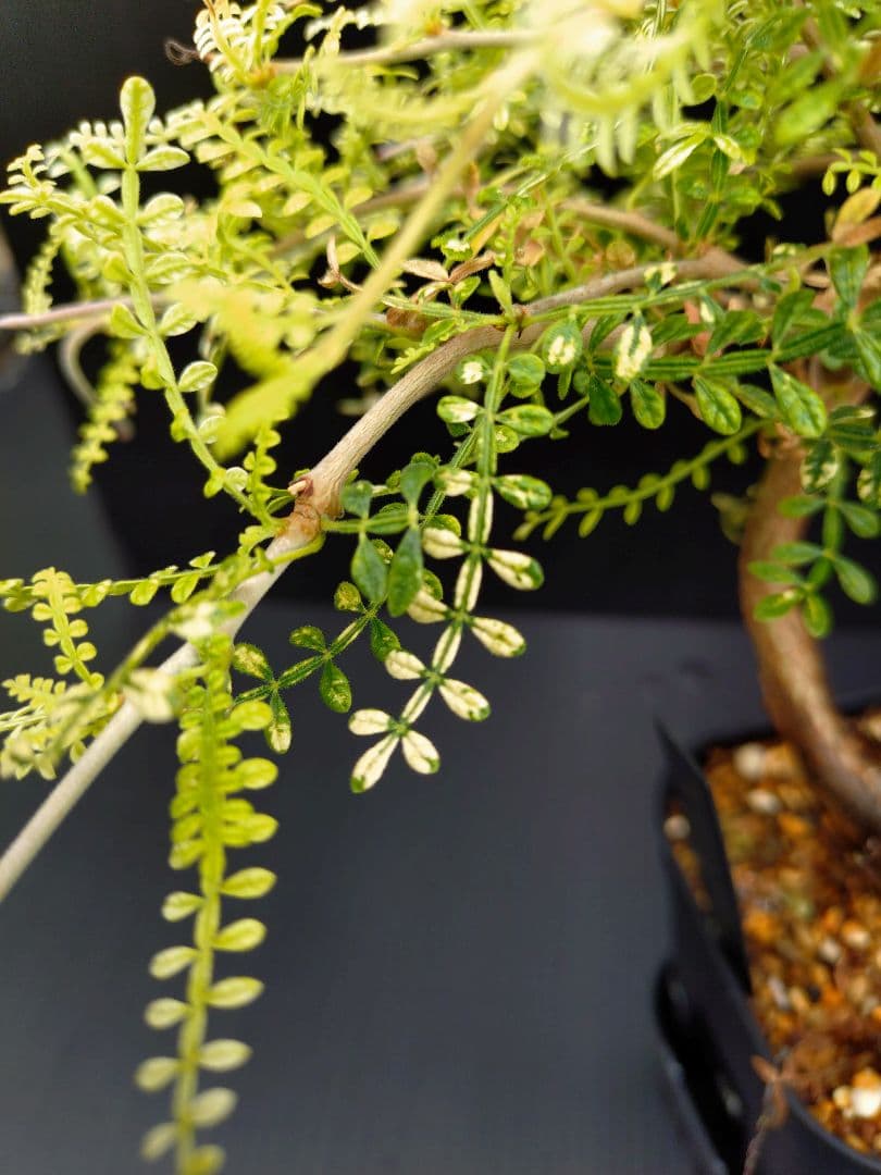 【超希少株】 オペルクリカリア ヒファエノイデス 斑入り